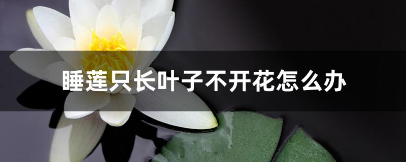 睡莲只长叶子不开花怎么办 睡莲只长叶子不开花怎么办