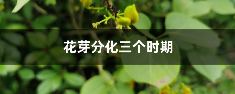 花芽分化三个时期 花芽分化三个时期
