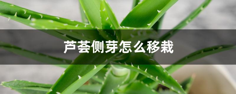 芦荟侧芽怎么移栽 芦荟侧芽怎么移栽