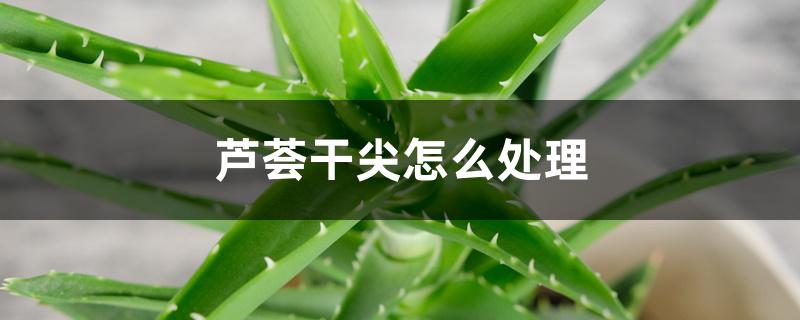 芦荟干尖怎么处理 芦荟干尖怎么处理