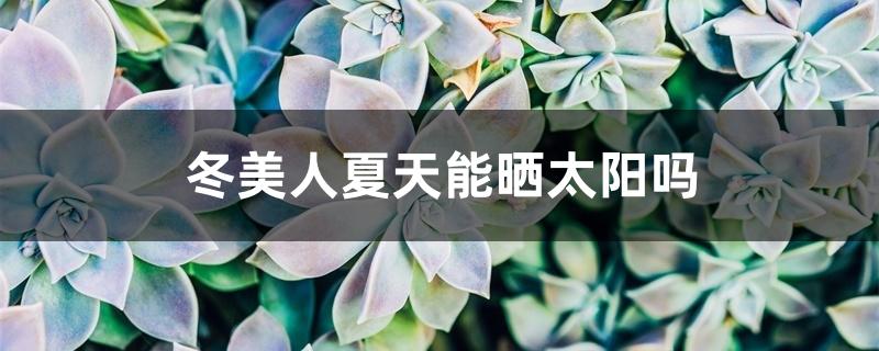 冬美人夏天能晒太阳吗 冬美人夏天能晒太阳吗