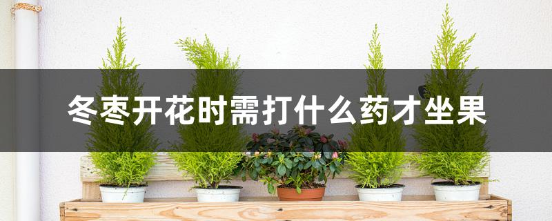 冬枣开花时需打什么药才坐果 冬枣开花时需打什么药才坐果