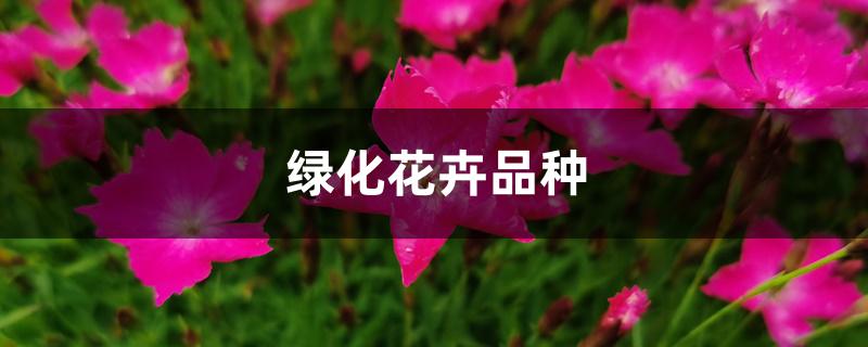 绿化花卉品种 绿化花卉品种
