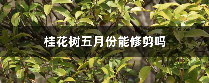 桂花树五月份能修剪吗 桂花树五月份能修剪吗