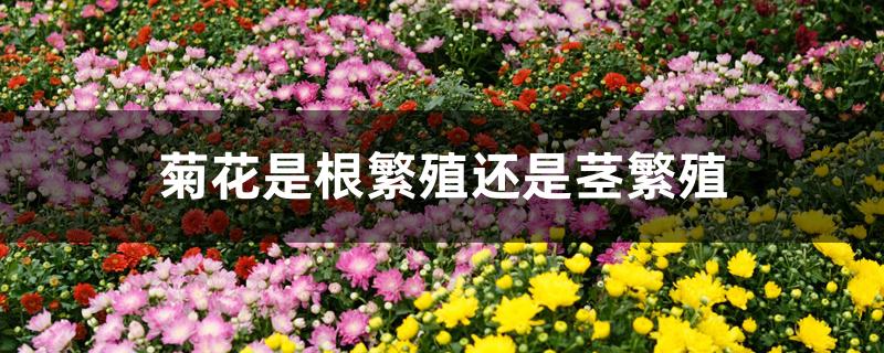 菊花是根繁殖还是茎繁殖 菊花是根繁殖还是茎繁殖
