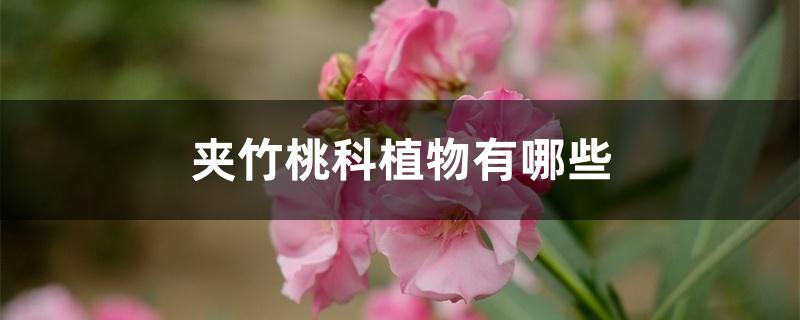 夹竹桃科植物有哪些 夹竹桃科植物有哪些