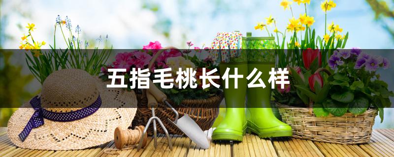 五指毛桃长什么样 五指毛桃长什么样