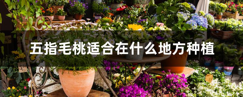 五指毛桃适合在什么地方种植 五指毛桃适合在什么地方种植
