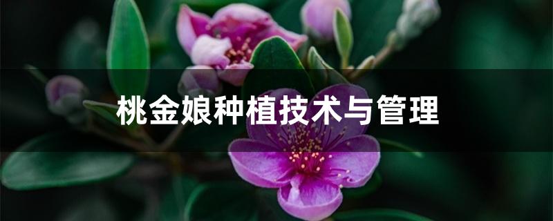桃金娘种植技术与管理 桃金娘种植技术与管理