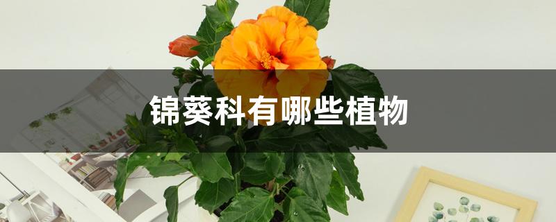 锦葵科有哪些植物 锦葵科有哪些植物