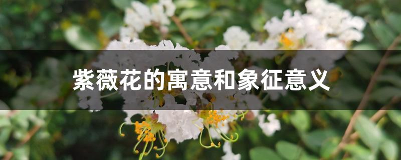 紫薇花的寓意和象征意义 紫薇花的寓意和象征意义
