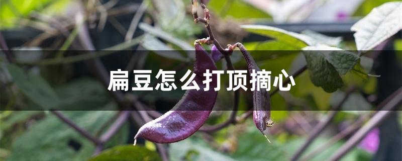 扁豆怎么打顶摘心 扁豆怎么打顶摘心