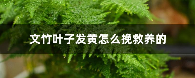 文竹叶子发黄怎么挽救养的 文竹叶子发黄怎么挽救养的