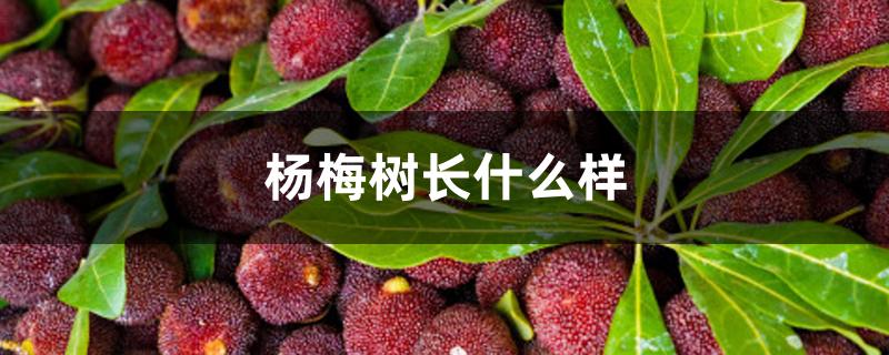 杨梅树长什么样 杨梅树长什么样
