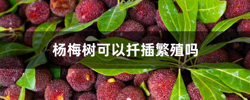 杨梅树可以扦插繁殖吗 杨梅树可以扦插繁殖吗
