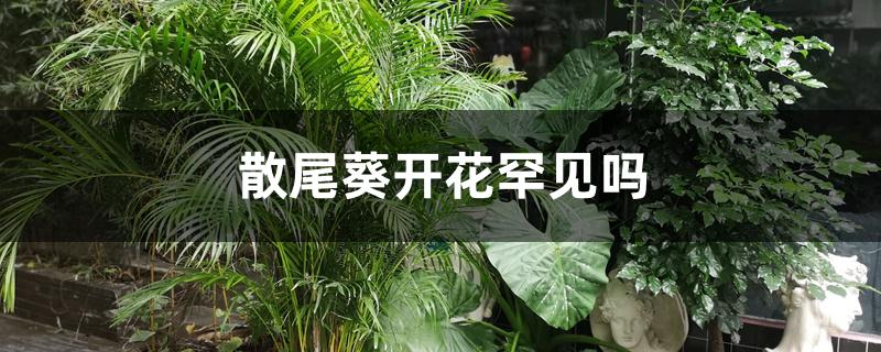 散尾葵开花罕见吗 散尾葵开花罕见吗