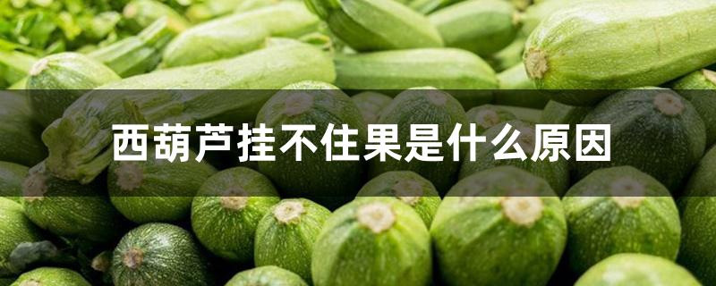 西葫芦挂不住果是什么原因 西葫芦挂不住果是什么原因