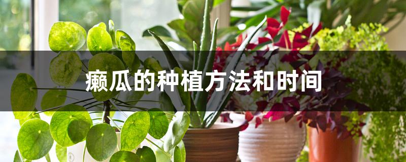 癞瓜的种植方法和时间 癞瓜的种植方法和时间