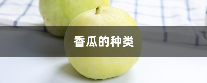 香瓜的种类 香瓜的种类