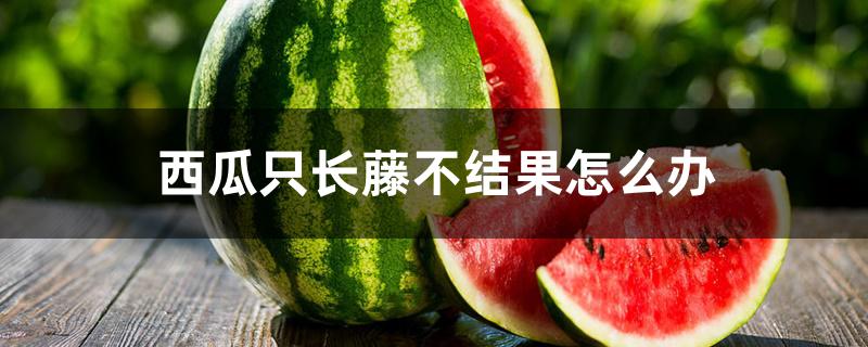 西瓜只长藤不结果怎么办 西瓜只长藤不结果怎么办