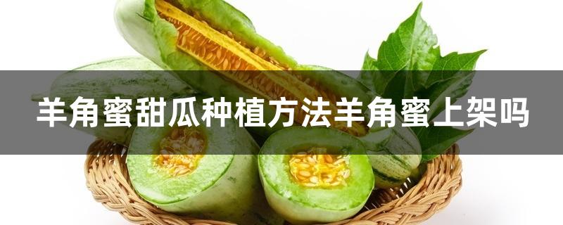 羊角蜜甜瓜种植方法羊角蜜上架吗 羊角蜜甜瓜种植方法羊角蜜上架吗