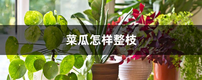 菜瓜怎样整枝 菜瓜怎样整枝
