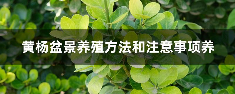 黄杨盆景养殖方法和注意事项 黄杨盆景养殖方法和注意事项