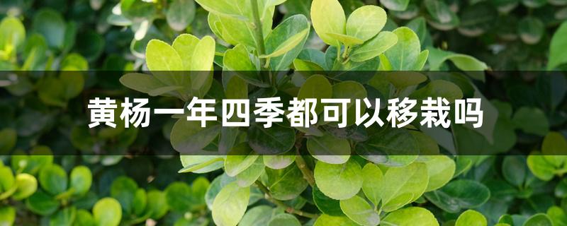 黄杨一年四季都可以移栽吗 黄杨一年四季都可以移栽吗