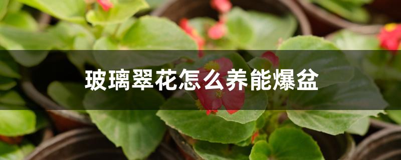玻璃翠花怎么养能爆盆