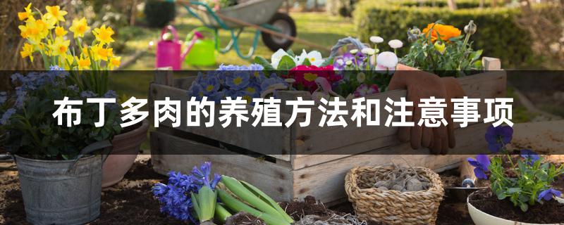 布丁多肉的养殖方法和注意事项 布丁多肉的养殖方法和注意事项