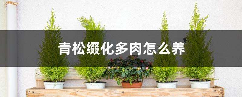 青松缀化多肉怎么养 青松缀化多肉怎么养