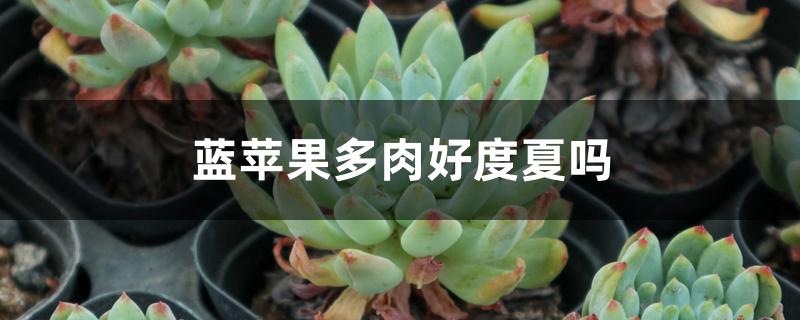 蓝苹果多肉好度夏吗 蓝苹果多肉好度夏吗