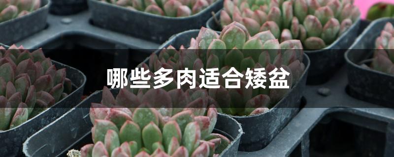 哪些多肉适合矮盆