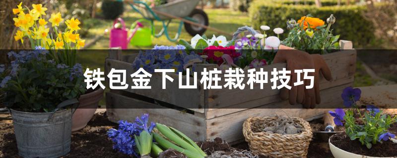 铁包金下山桩栽种技巧 铁包金下山桩栽种技巧