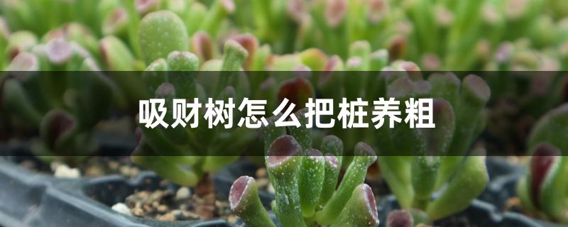 吸财树怎么把桩养粗 吸财树怎么把桩养粗