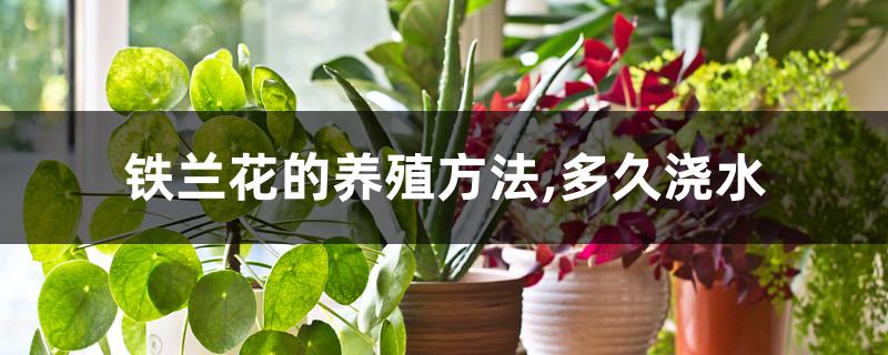 铁兰花的养殖方法,多久浇水 铁兰花的养殖方法,多久浇水