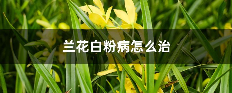 兰花白粉病怎么治 兰花白粉病怎么治