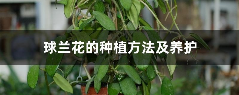 球兰花的种植方法及养护 球兰花的种植方法及养护
