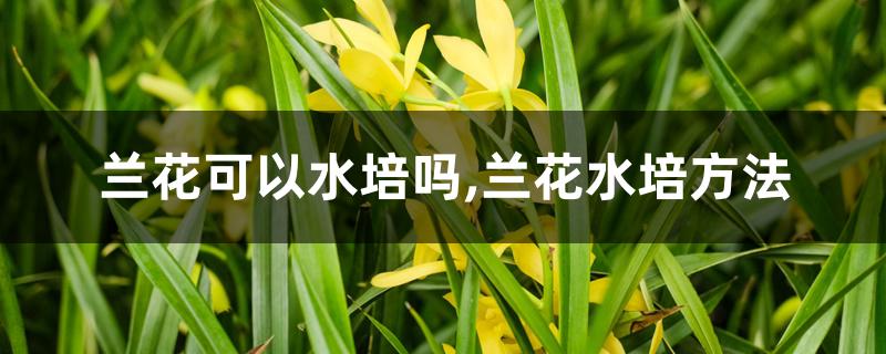 兰花可以水培吗,兰花水培方法 兰花可以水培吗,兰花水培方法