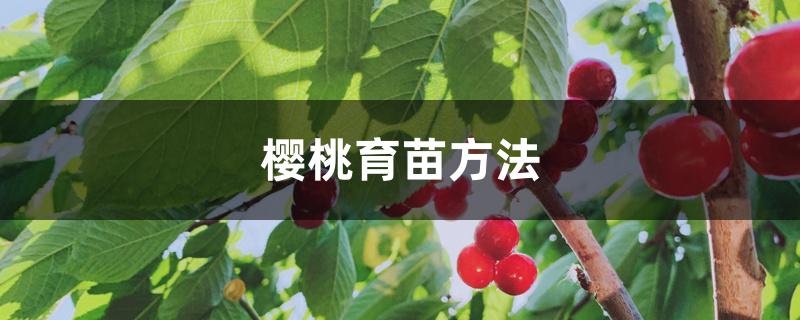 樱桃育苗方法 樱桃育苗方法
