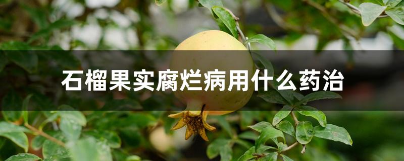 石榴果实腐烂病用什么药治 石榴果实腐烂病用什么药治