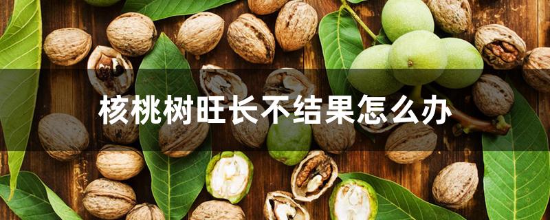 核桃树旺长不结果怎么办 核桃树旺长不结果怎么办