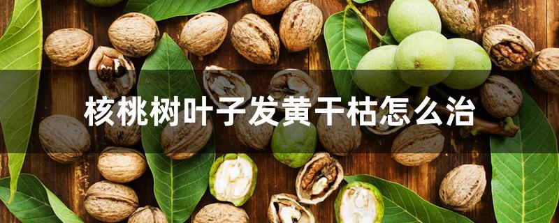 核桃树叶子发黄干枯怎么治 核桃树叶子发黄干枯怎么治