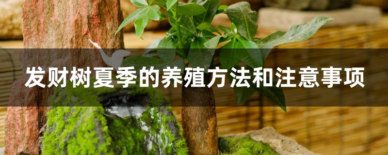发财树夏季的养殖方法和注意事项 发财树夏季的养殖方法和注意事项