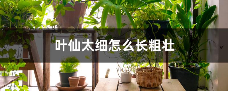 叶仙太细怎么长粗壮 叶仙太细怎么长粗壮