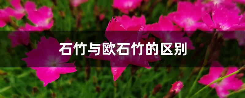 石竹与欧石竹的区别 石竹与欧石竹的区别