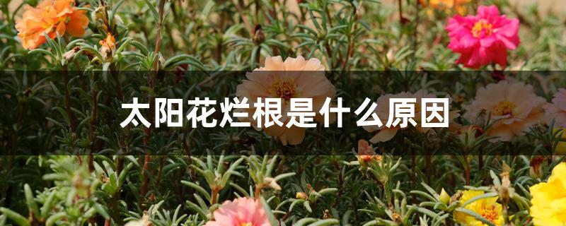 太阳花烂根是什么原因 太阳花烂根是什么原因