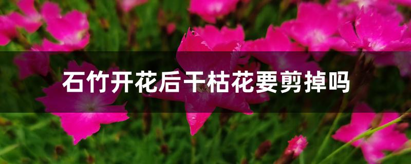 石竹开花后干枯花要剪掉吗 石竹开花后干枯花要剪掉吗