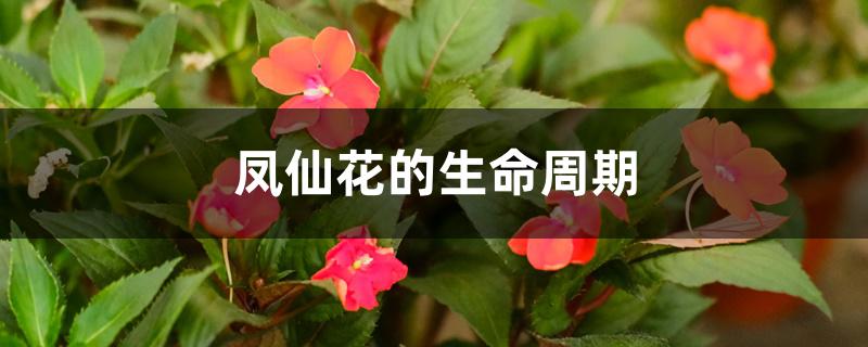 凤仙花的生命周期 凤仙花的生命周期
