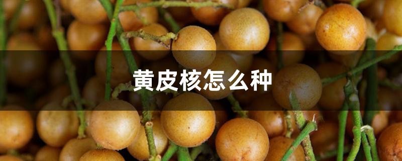 黄皮核怎么种